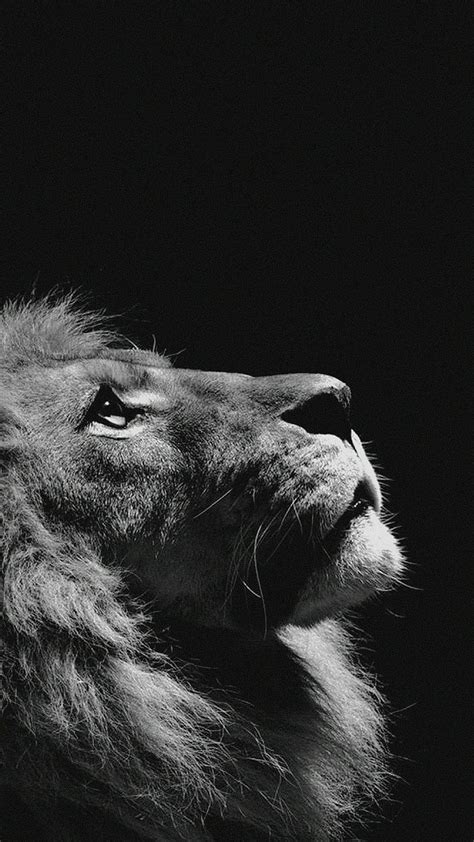 Iphone Lock Screen Lion King Of The Jungle Black And White Hd Phone