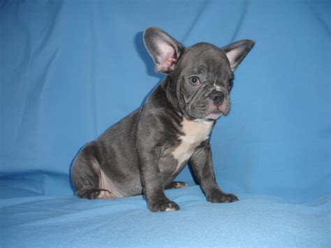 We foster french bulldogs throughout. French bulldog puppies Los Angeles CA For Sale | French ...