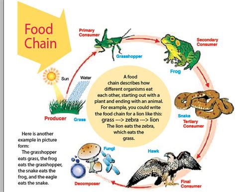 What is food chain give an example. ECOSYSTEM | Sunday Observer