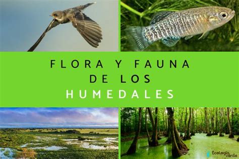 Flora Y Fauna De Los Humedales Ejemplos Y Fotos
