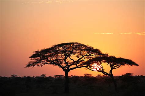 Royalty Free Serengeti Sunrise Acacia Tree In Africa Pictures Images