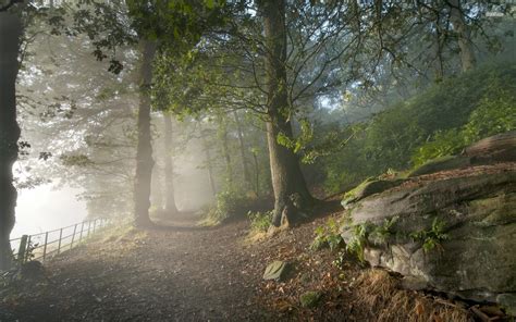 Misty Forest Wallpapers Wallpaper Cave