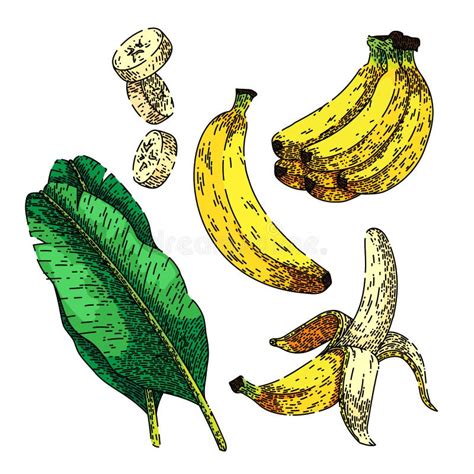 Banana Fruit Set Sketch Hand Drawn Vector Stock Vector Illustration Of Single Hand