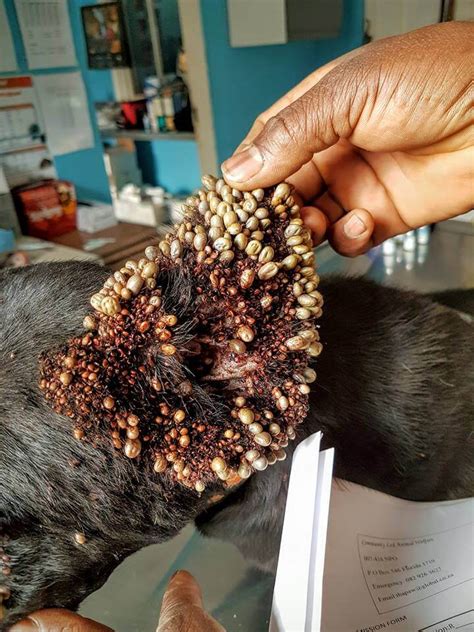 Rescue Group Was Shocked To See Dog Infested With More Than A Thousand