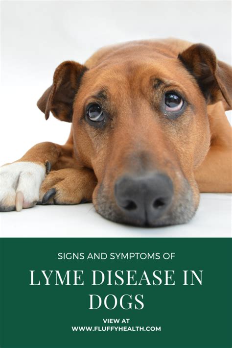Signs And Symptoms Of Lyme Disease In Dogs Prevention Fluffyhealth