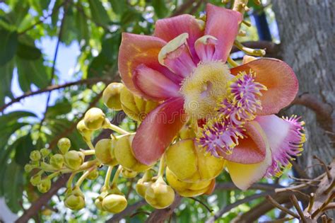 Sala Tree Stock Photo Image Of Beauty Floral Closeup 44788968