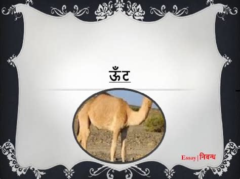How do camels adapt to their environment? Hindi Essay on 'Camel' | 'ऊँट' पर निबंध - YouTube