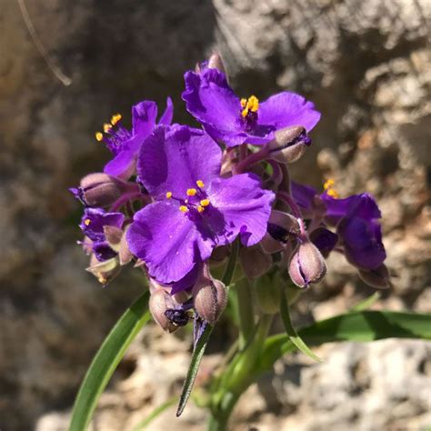 Incredible Purple Flowers In Texas Hill Country References One Crew