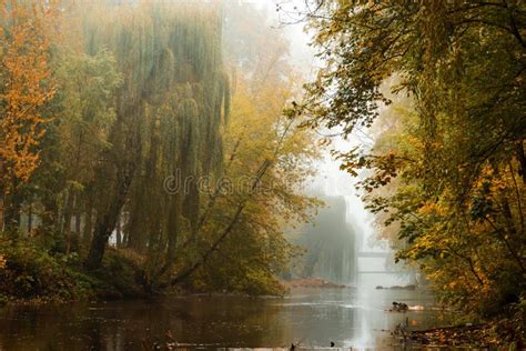 Fog Over River In Forest In The Autumn Stock Photo Image Of Morning