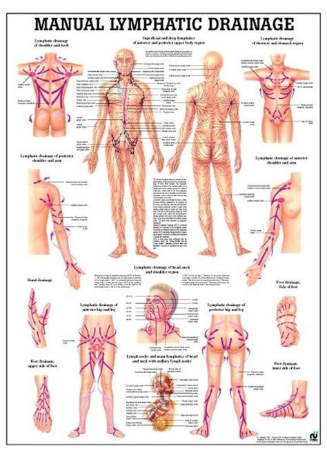 Lymphatic Drainage Laminated Anatomy Chart Lymphatic Drainage Massage
