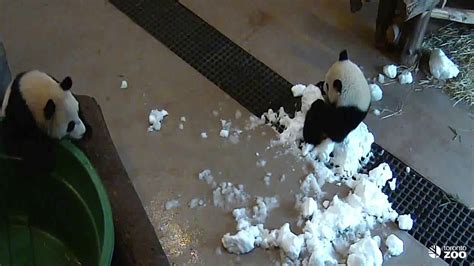 Toronto Zoo Giant Panda Cub Searches For A Playmate Youtube