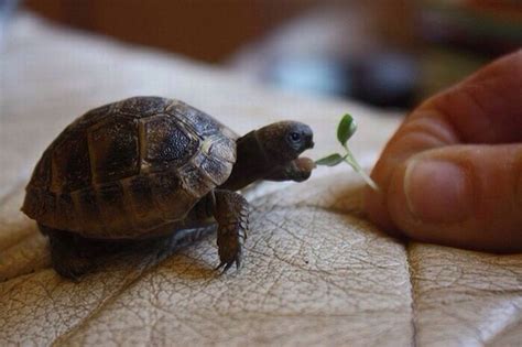 Cute Baby Turtles Weneedfun