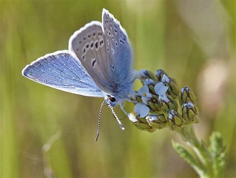 Mission Blue Butterfly Identification Facts And Pictures