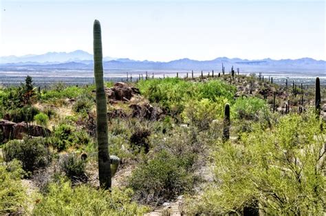 Tropical Dry Forest Plants Hunker