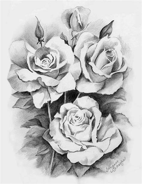 12 Contoh Gambar Bunga Mawar Sketsa Galeri Bunga Hd