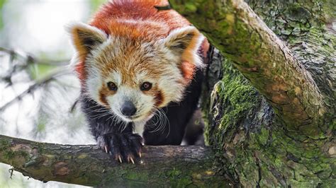 Download Wallpaper 2048x1152 Red Panda Animal Tree Branch Blur