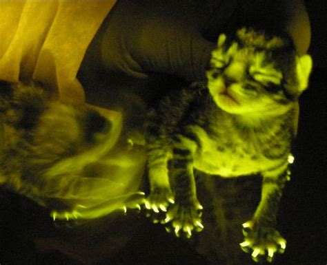 Image Gallery Cats That Glow In The Dark Live Science