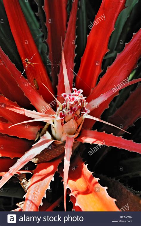 Costa Rica Bromeliad High Resolution Stock Photography And Images Alamy