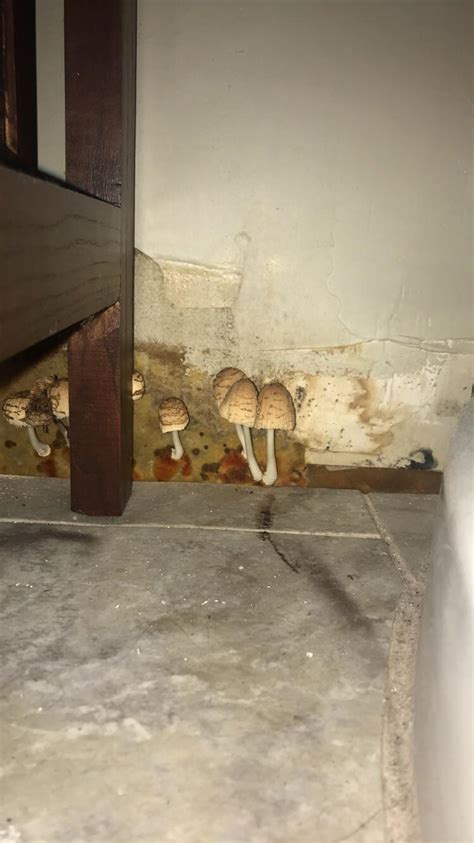 Mushrooms Growing In Bathroom Landlord Doesnt Care And