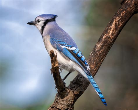 Michigan Nut Photography Michigan Birds And Wildlife Blue Jay On A