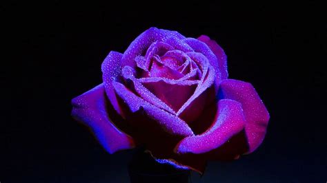 Hd Wallpaper Shallow Focus Photography Of Purple Rose Closeup