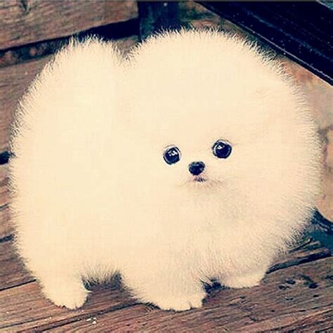 Just Too Cute Who Can Resist This Fluffy Ball Me Want It So Badd