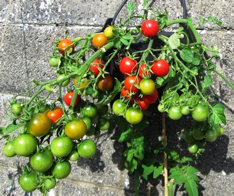 You will just need to keep the use half the recommended concentration of chemical fertilizer per gallon/liter (using package. How to Grow Tomato Seeds in Containers and Hanging Baskets ...