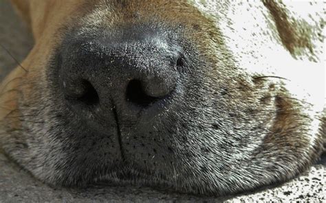 Sniffing Out Trouble 3 Common Bulldog Nose Ailments With Images