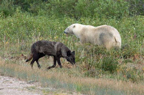 Wolf And Polar Bear Meet At Nanuk Polar Bear Lodge George Kourounis