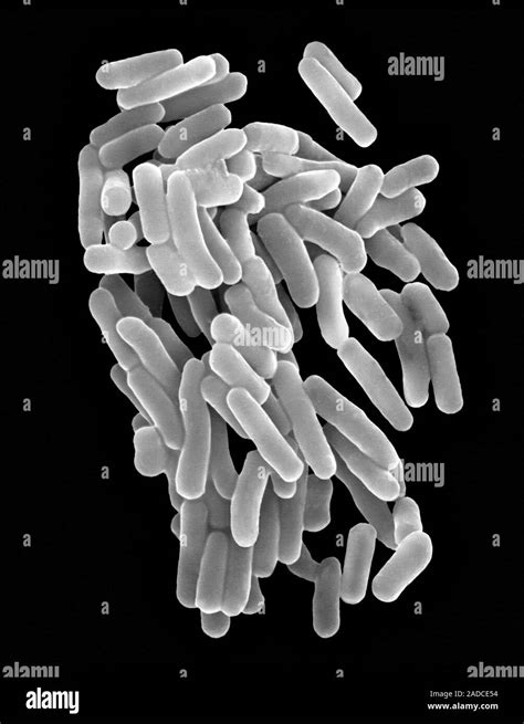 Scanning Electron Micrograph Sem Of Thiobacillus Ferrooxidans Also