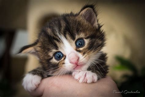 Cute Kitten With Blue Eyes By Pawel G On 500px Kittens Cutest