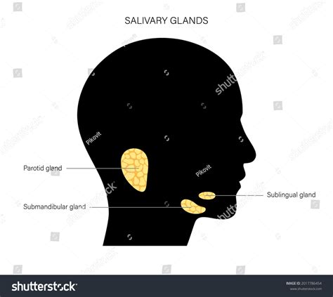 Salivary Gland Human Mouth Parotid Submandibular Stock Vector Royalty