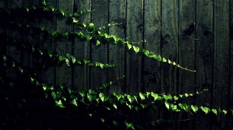 49 Vine Hd Wallpapers Backgrounds Wallpaper Abyss Photo On Wood