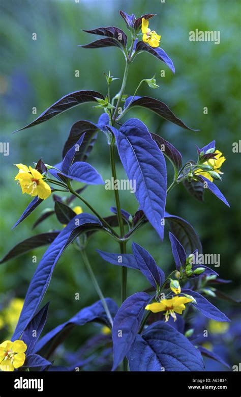 Lysimachia Firecracker Hi Res Stock Photography And Images Alamy