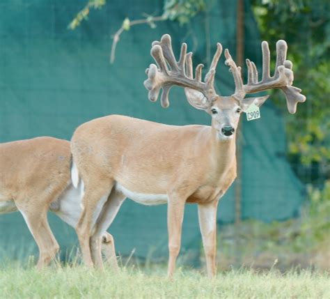 M3 Whitetailstook The Mckodak To The Certified Pens Deer Breeder In