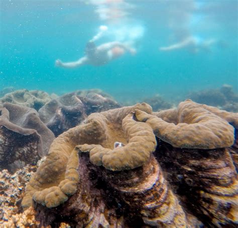 Giant Clam Sanctuary Samoa Sightseeing Upolu Pacific