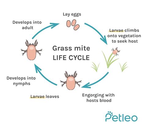 Can Dog Mites Get On Humans