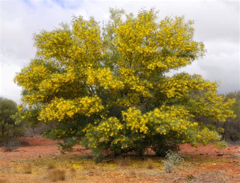 Australia National Tree The Golden Wattle