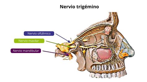 Neuroanatom A Del Nervio Trig Mino