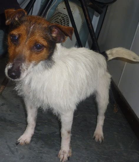 Molly 5 Year Old Female Jack Russell Terrier Available For Adoption