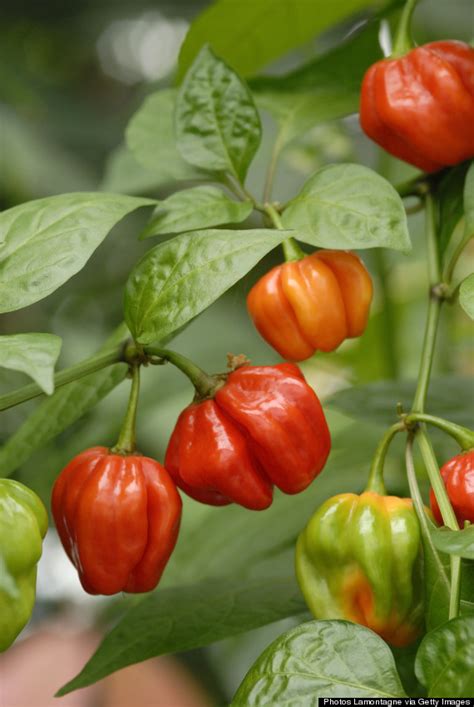 Scotch bonnets are hot peppers—very hot—but they can have an almost sweet, vaguely fruity taste underlying the spice. Jamie Oliver Admits Feeding Daughter Apple Rubbed With ...