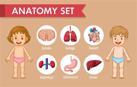 Educación Preescolar La Revista Anatomy Set Ilustración Médica