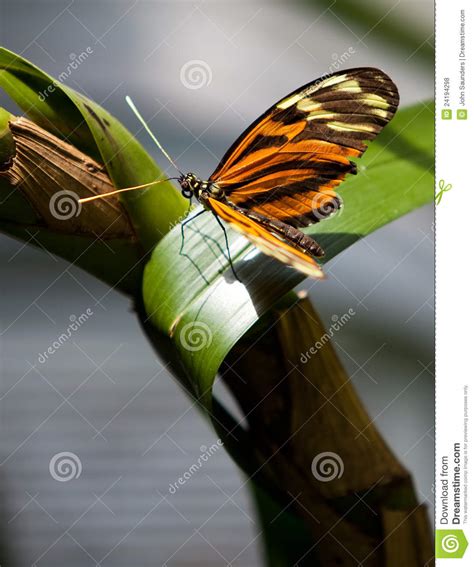 Farfalla Gialla Di Longwing Della Tigre Fotografia Stock Immagine Di