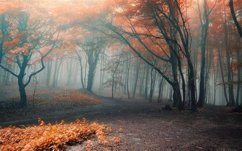 Black And Orange Trees With Fog Hd Wallpaper Wallpaper Flare