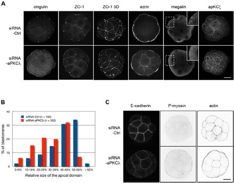 Abnormal Cell Polarity At The 16 Cell Stage In Absence Of Apkc L