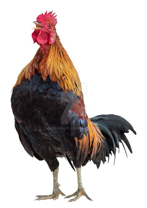 Rooster On A Transparent Background By Prussiaart On
