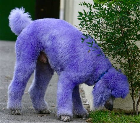 Purple Poodle Poodle Dinosaur Stuffed Animal Purple