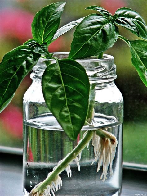 8 Plants You Can Start With Only Cuttings And A Glass Of Water The