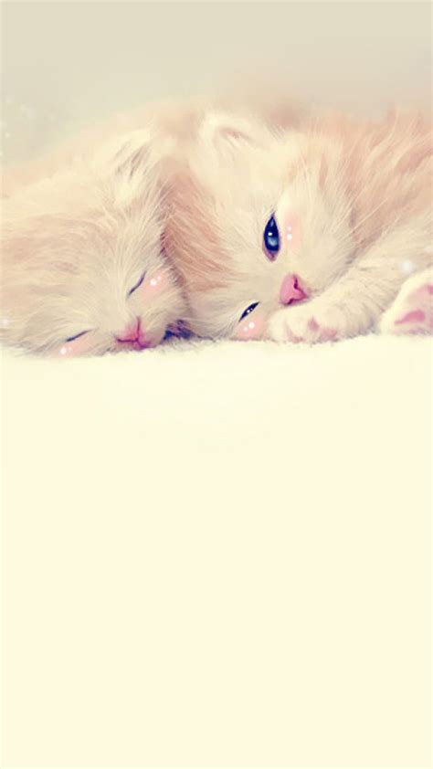 14 Cute Cat Iphone Wallpaper Kawaii