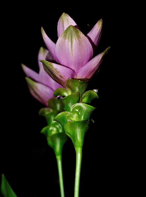 Curcuma 2012 WPestana Photography All Rights Reserved Flickr